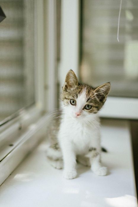 Котенок мальчик 2 месяца