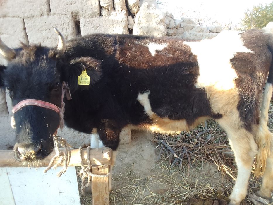 Срочно кашар сатылады