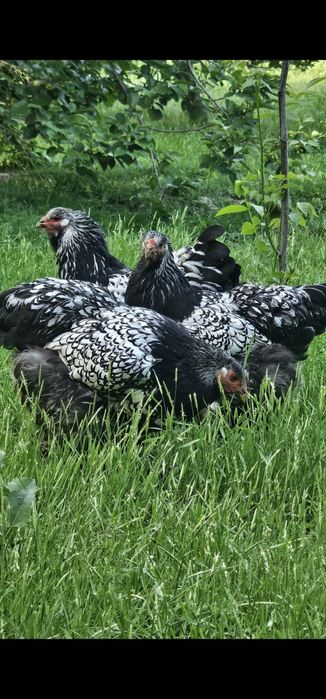 Продаются чистокровные цыплята и яйца породы брама
