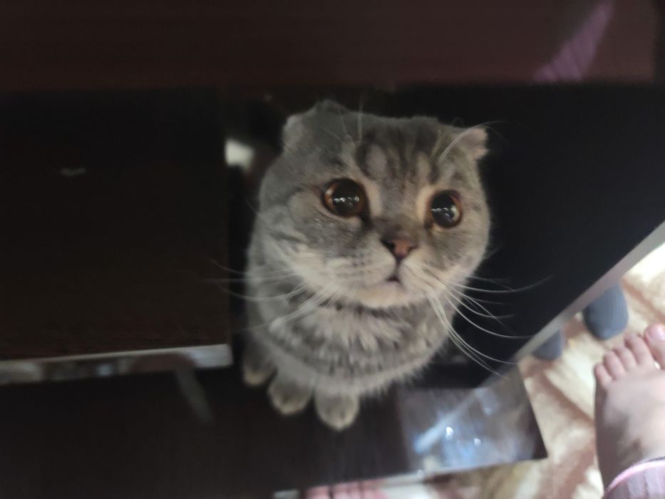 Предлагается кот на вязку