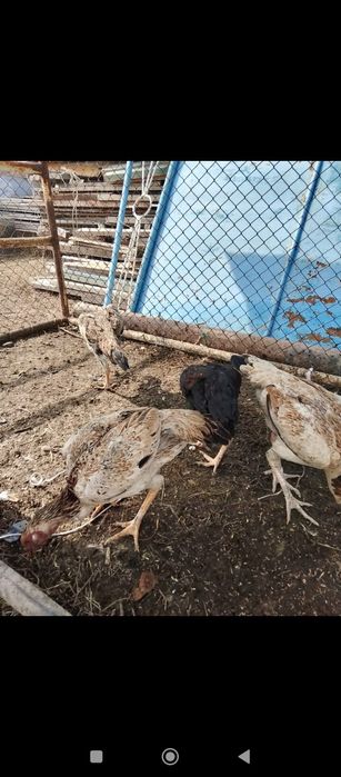 Осы дәкән сатылады