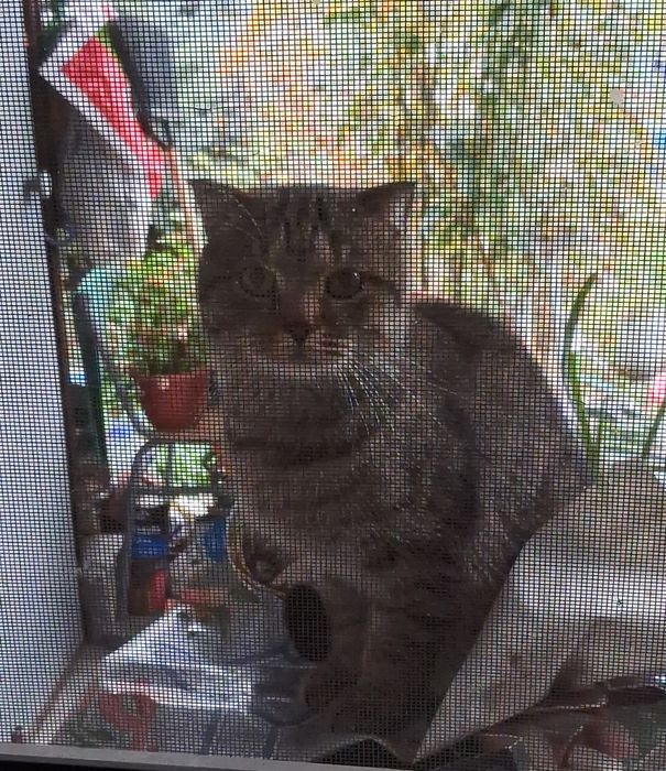 Нашелся домашний кот