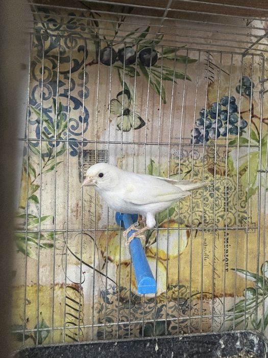 Продавам мъжки канар