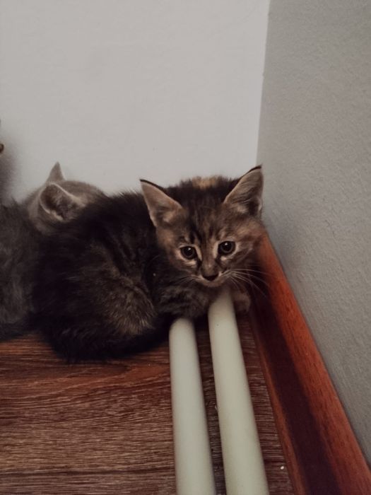 Котенок в хорошие руки