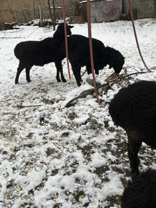 Тоқты қошқарлар