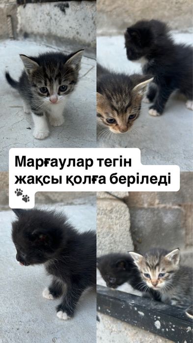 Мысыктар тегін-бесплатно