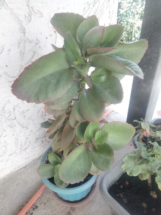 Продам домашние цветы