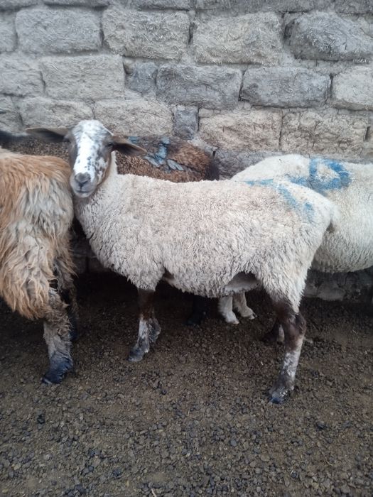 Продается овцы двух годовалый