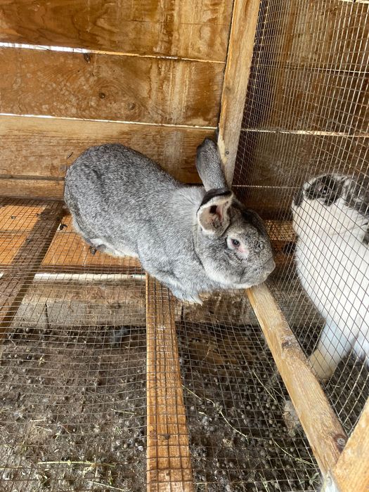 Animale iepuri de vanzare