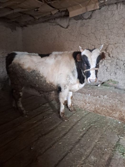 Семіз өгіз сатылады