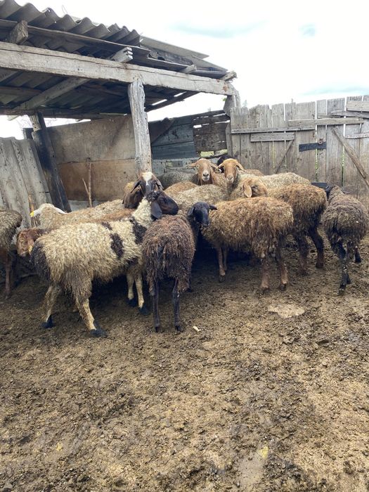 Койлар,токтылар сатылады