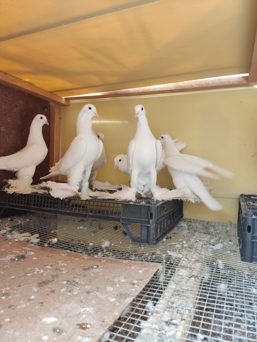 Продам голубей Тебриз
