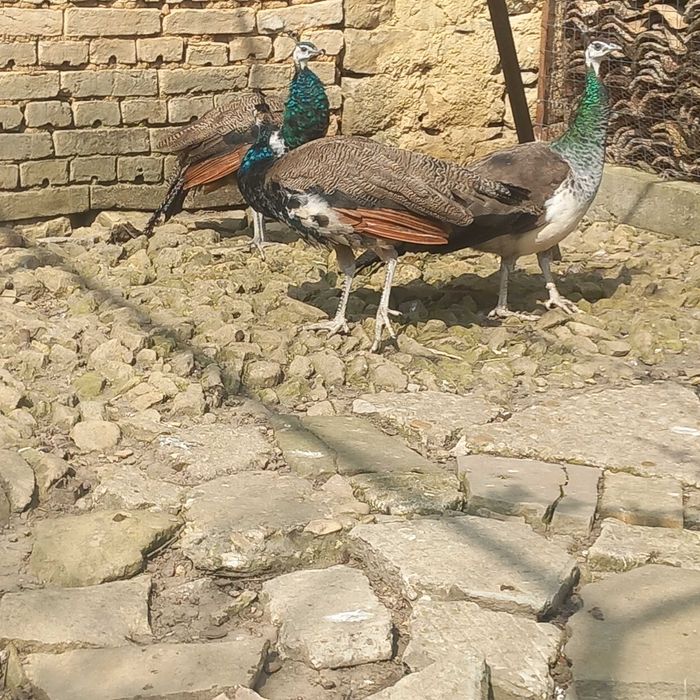 Продавам 2 бр.  6 месечни мъжки индийски пауни .Може и замяна със зайци.