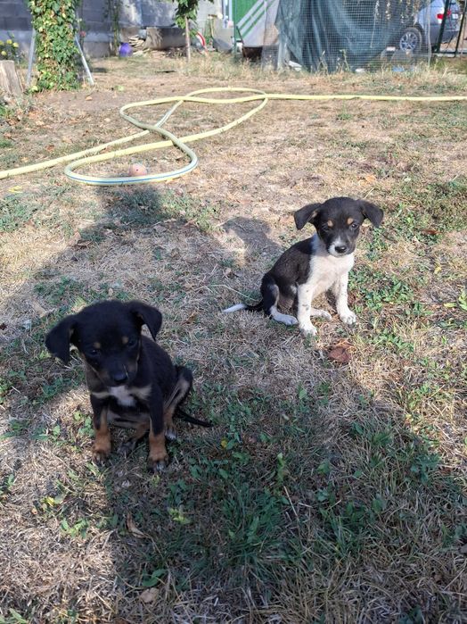 Малки кучета за осиновяванеAdopt a puppy!!