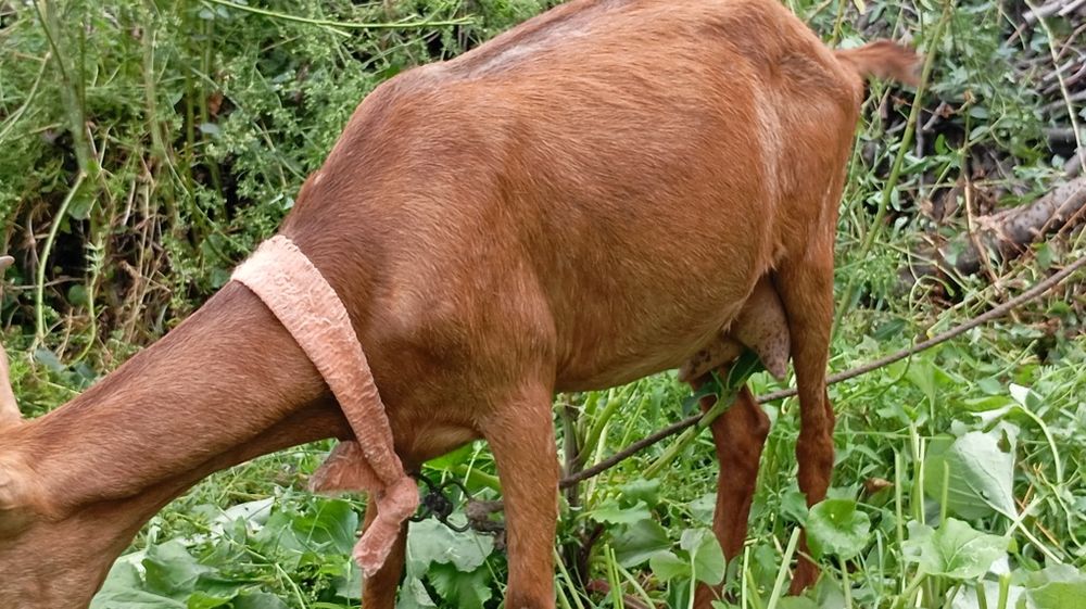 Echki Mursiana ena bola
