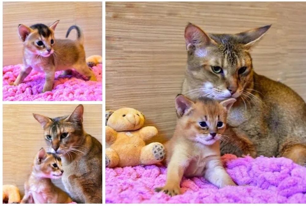 У нас пополнение. Чаузята от титулованых производителей.