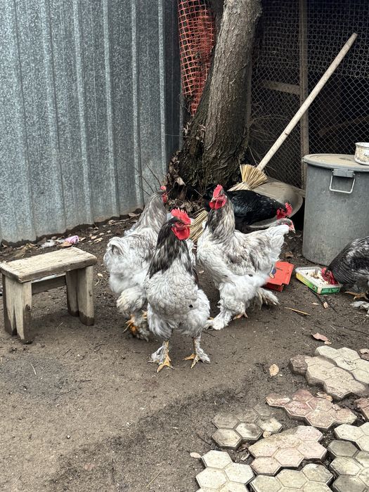 Петухи кохинхин