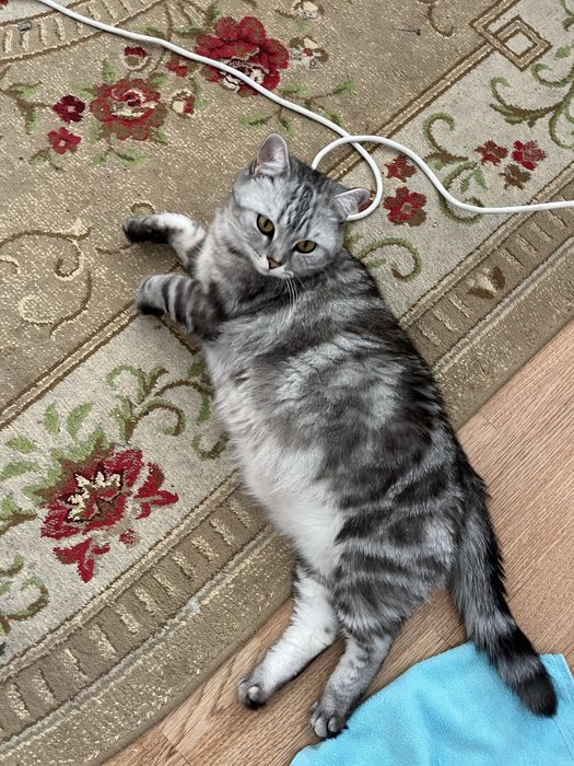 Отдам кошку в добрые руки