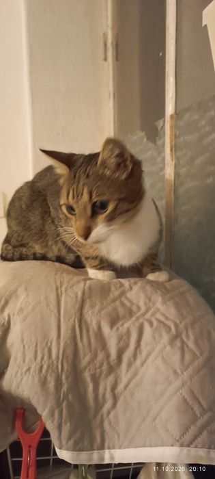Подарявам мъжко коте на 11 месеца кастрирано