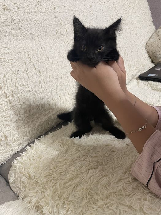 Котенок отдадим бесплатно . В добрые руки .