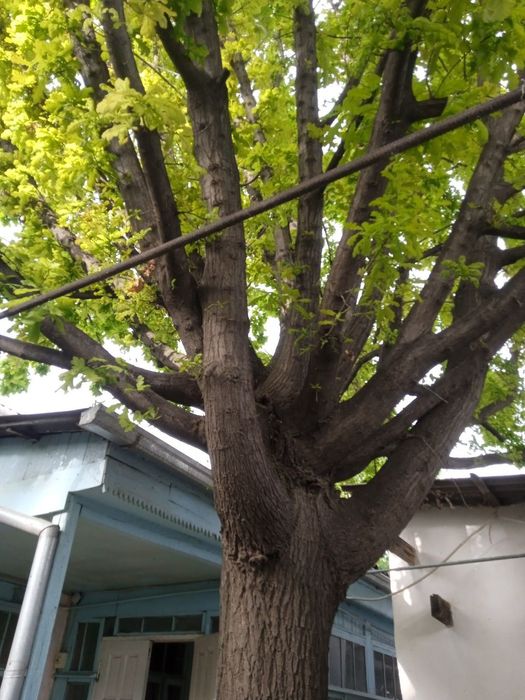 Саженцы Дуб дерево высотой до 2-метров