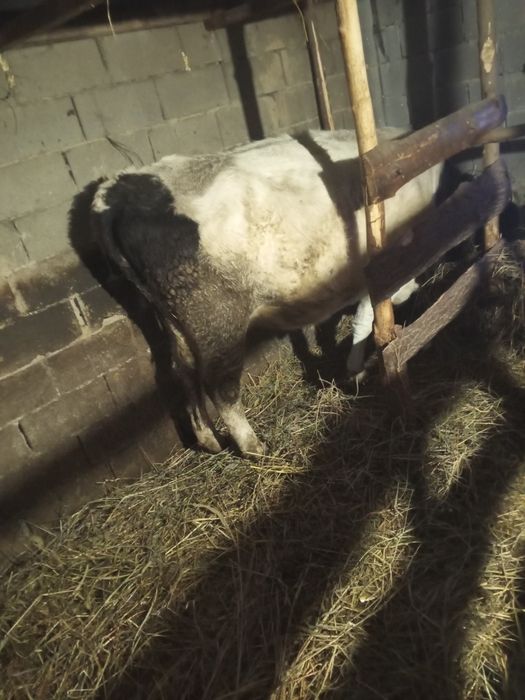 Крупно рогатый скот.