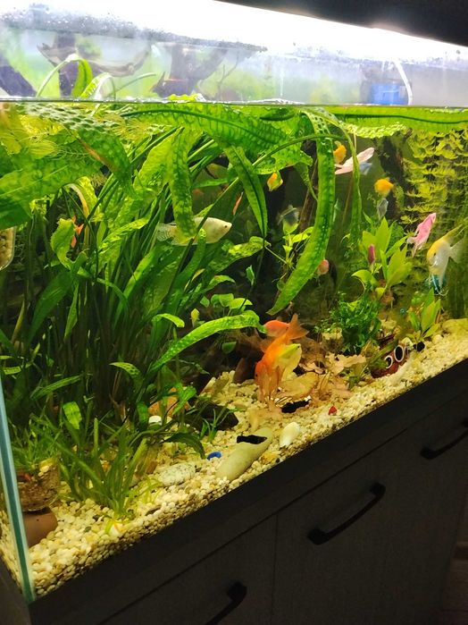 Криптокорина апоногетонолистная