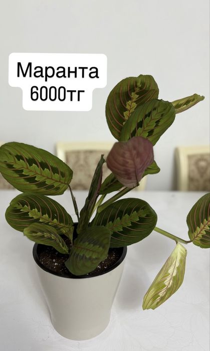 Продажа домашних растений