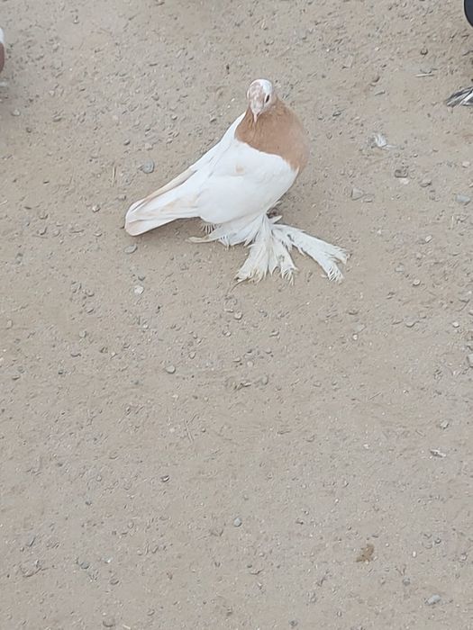 Продам голубь Самка