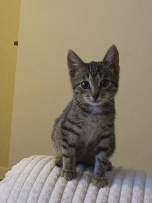 Отдам котенка в добрые руки!
