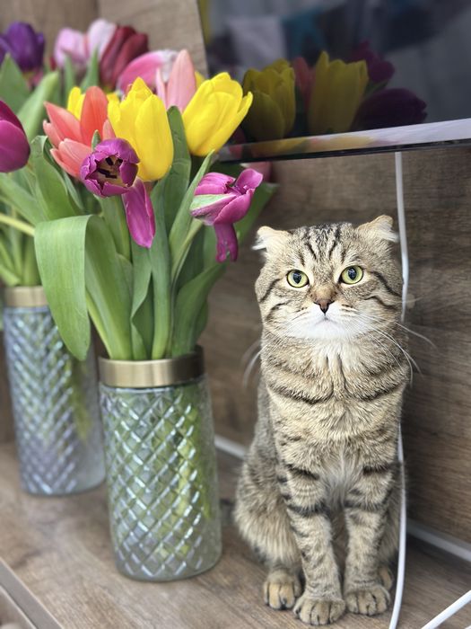 Кот Барсик ищет кошку