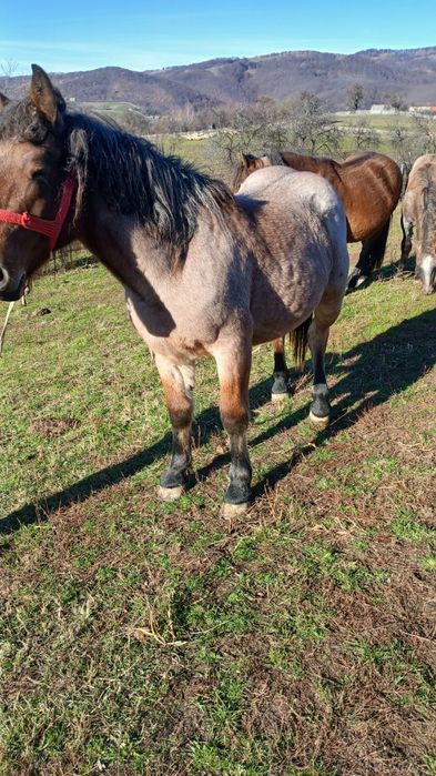 Vând mânză de un an jumate