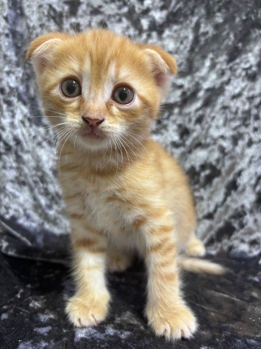 Котята Вислоухие