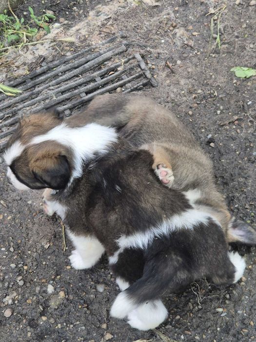 Dăruiesc spre adopție 3 pui grași și sănătoși