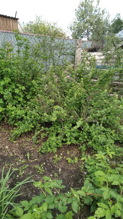 Продам дачу. Общество "ракета"