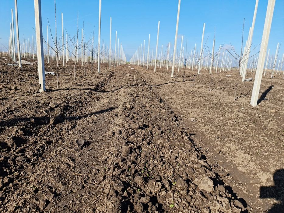 Infiintam livezi alun nuc pomi fructiferi plantare completa