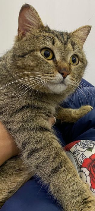 Ласковый и добрый котик