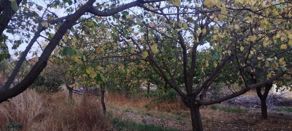 Уй ховли арзон нархда сотилади.