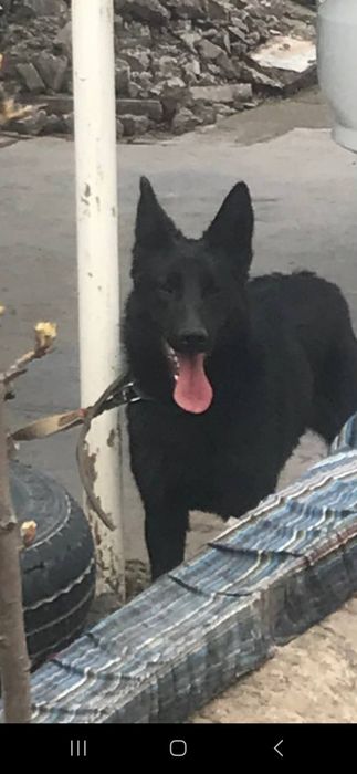 Немецкий овчарка Эркак  5 ойлик сотилади