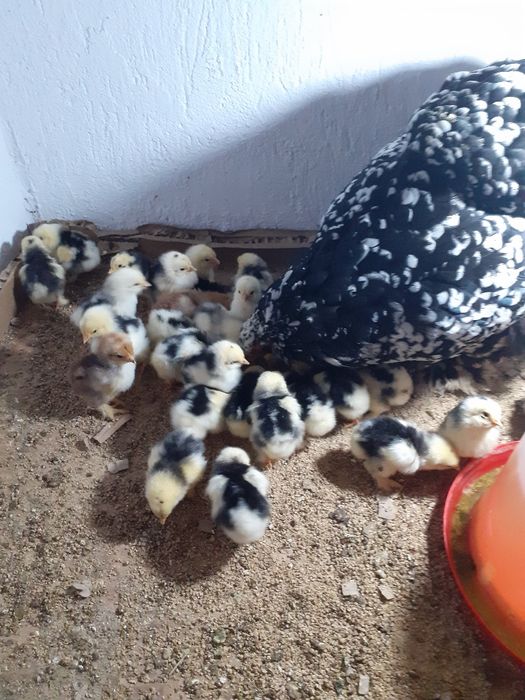 Pui brahma bobat pe negru