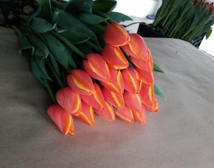 Тюльпаны оптом и розницу