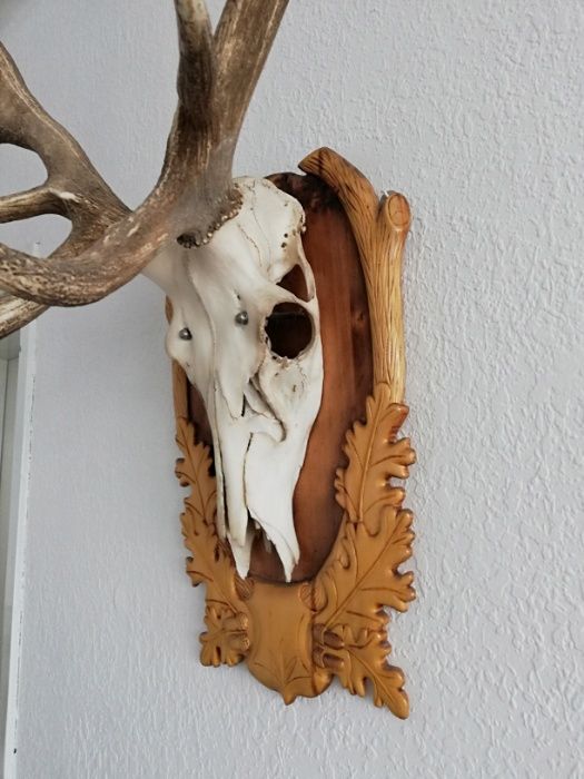 Продавам еленски рога