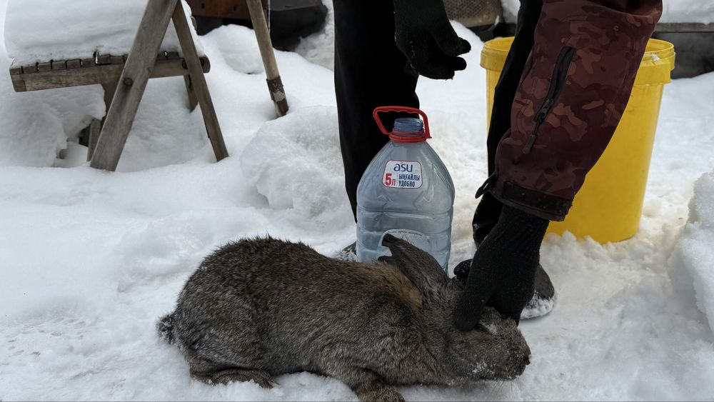 кролы 9-10месяцев