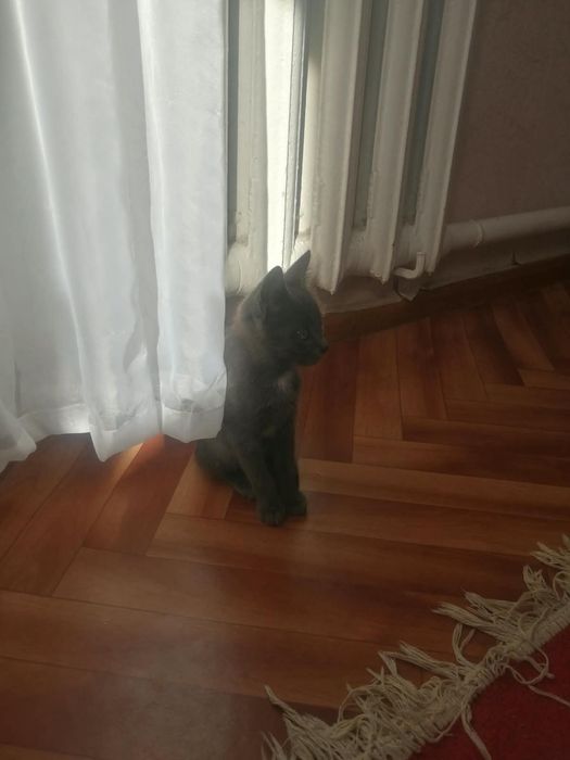 Отдам катёнка даром