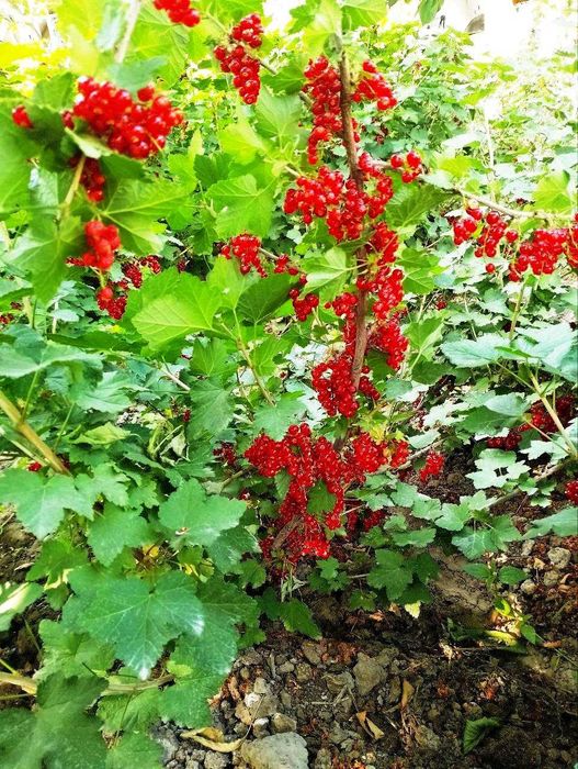 Саженцы Российской красной и черной Смородины, Малины и Йошты