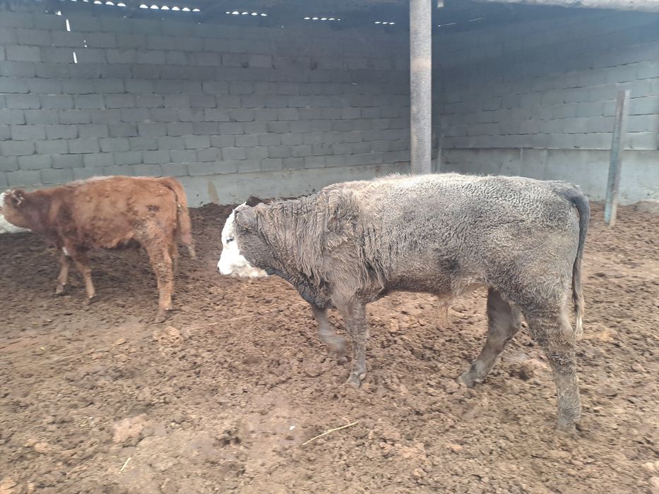 36бас потсостар сатылады 420мыннан