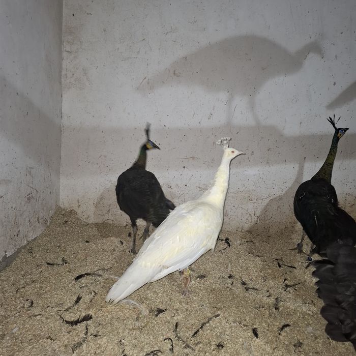 Paunite adulte, exemplare deosebite.