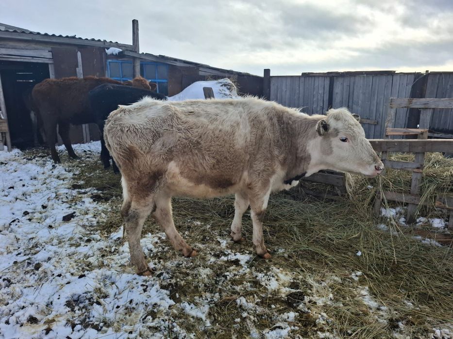 Продам КРС телки 4 шт