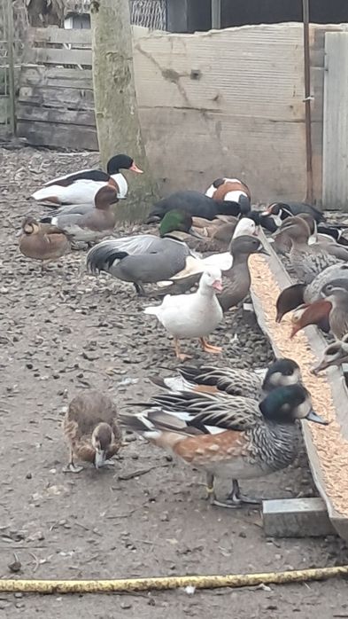 pui rată mandarin