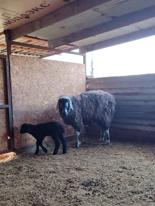 В продаже овцы с ягнятами